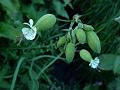 Bladder Campion