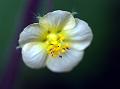 Bladder Mallow