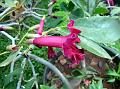 Blood-Red Trumpet Tree