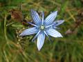 Blue Alpine Swertia