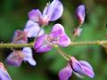 Blue Desmodium