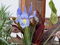 Blue Dutch Iris