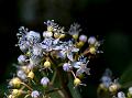 Blue Himalayan Hydrangea