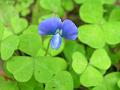 Blue Oxalis