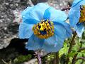 Blue Poppy