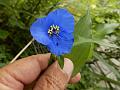 Blue Spiderwort