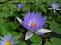 Blue Water Lily