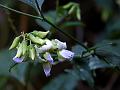 Blue-Flowered Rattlepod