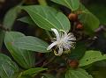 Blunt-Leaf Crossberry