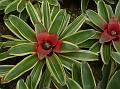 Blushing Bromeliad