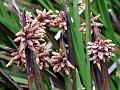 Bog Bulrush