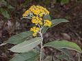 Boneset-Leaf Senecio-Inula