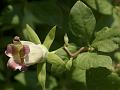 Bonnet Bellflower