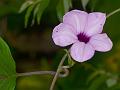 Bose Silverweed