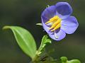 Bottle-Anther Persian Violet