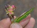 Bracted Alyce Clover