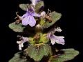 Bracted Bugleweed