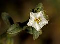 Bracted Heliotrope