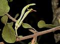 Bracted Mistletoe