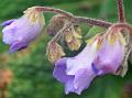 Bracted Stone Flower