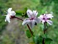 Branched Loosestrife