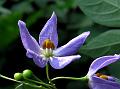 Brazilian Nightshade