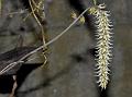 Bristly Bulb-Leaf Orchid