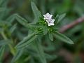 Bristly Heliotrope