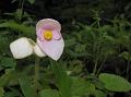 Bristly-Leaf Begonia