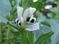 Broad Bean