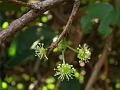 Broad-Leaved Coffee-Plum