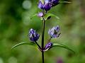 Broad-Sepal Gentian