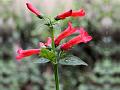 Broadleaf Firecracker Plant