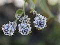 Broadleaf Pepperweed