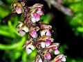 Broadleaf Reed-Orchid