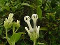 Broadleaf White Ceropegia