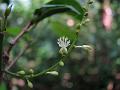 Buckthorn-Leaved Kamala