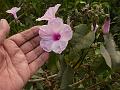 Bush Morning Glory