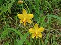 Buttercup Ground Orchid