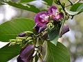 Butterfly Pea Tree