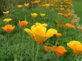 California Poppy