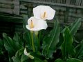 Calla Lily