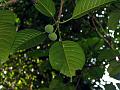 Calloused Fig