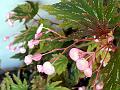 Cane Begonia