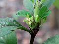 Cane Buckthorn