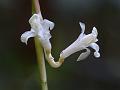 Canna-Leaf Donax