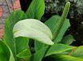 Canna-Leaf Peace Lily