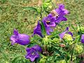 Canterbury Bells