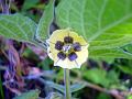 Cape Gooseberry