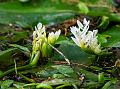 Cape Pondweed